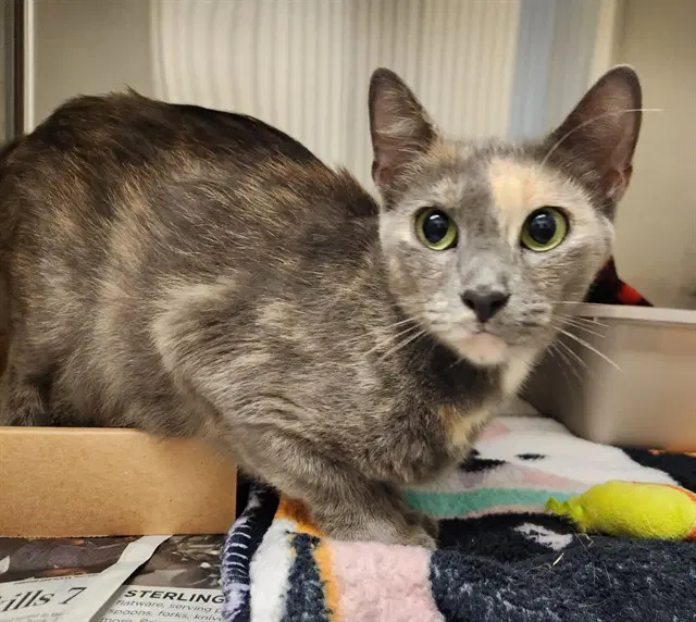 Mauve - Domestic Short Hair