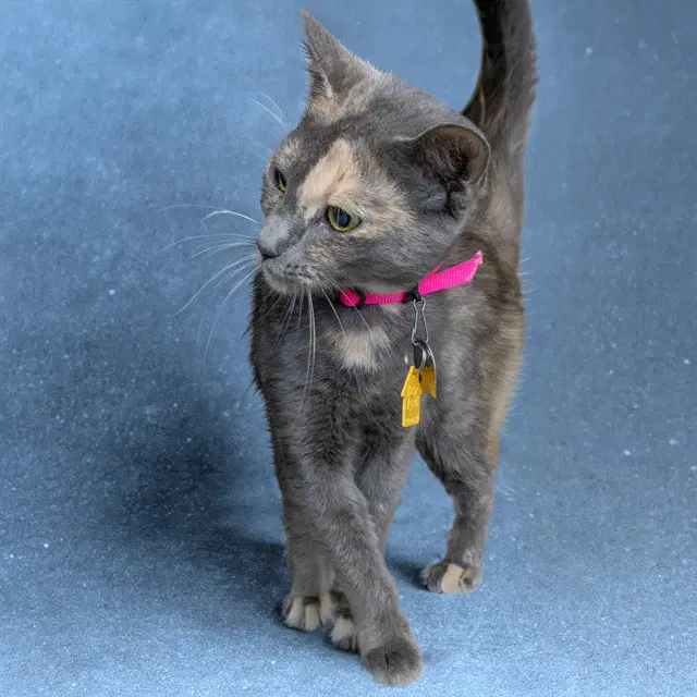 Mauve - Domestic Short Hair