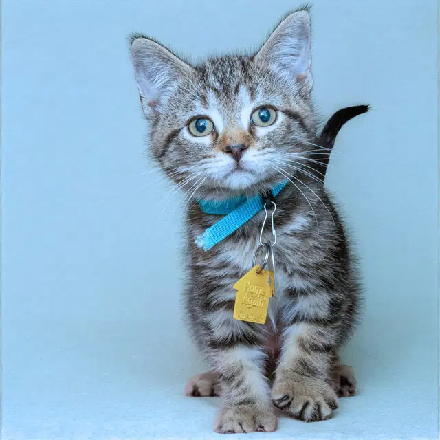 Green - Domestic Short Hair