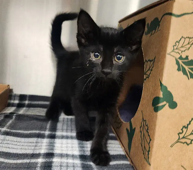 Jolene - Domestic Short Hair