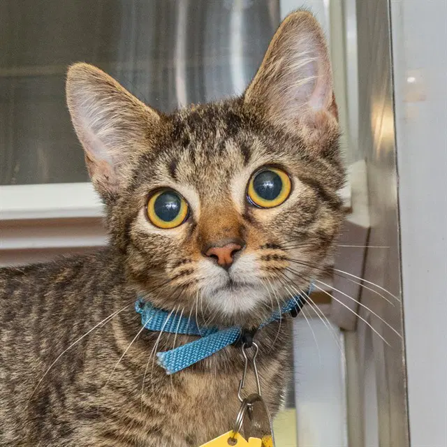 Orville - Domestic Short Hair