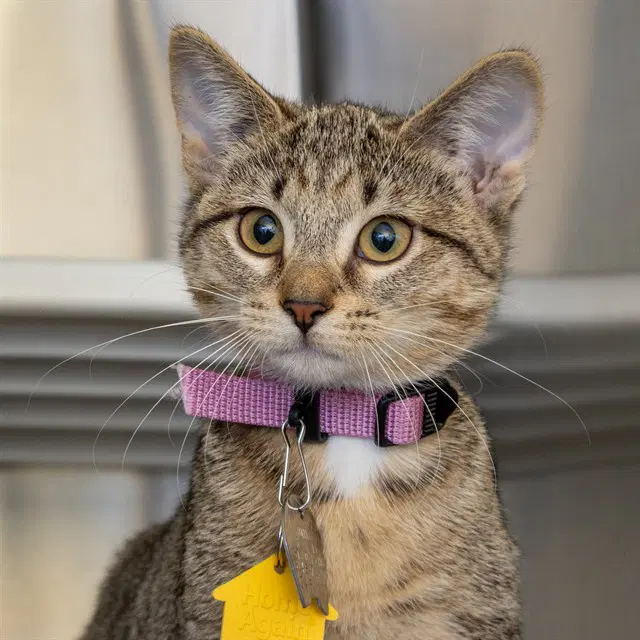 Zelda - Domestic Short Hair