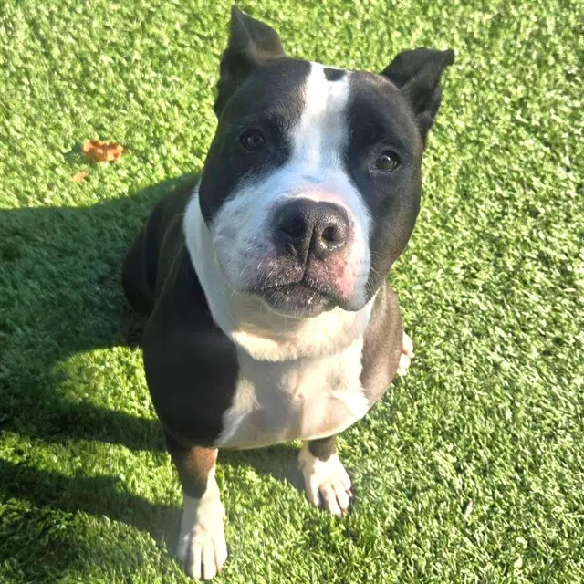 Max - Pit Bull Terrier