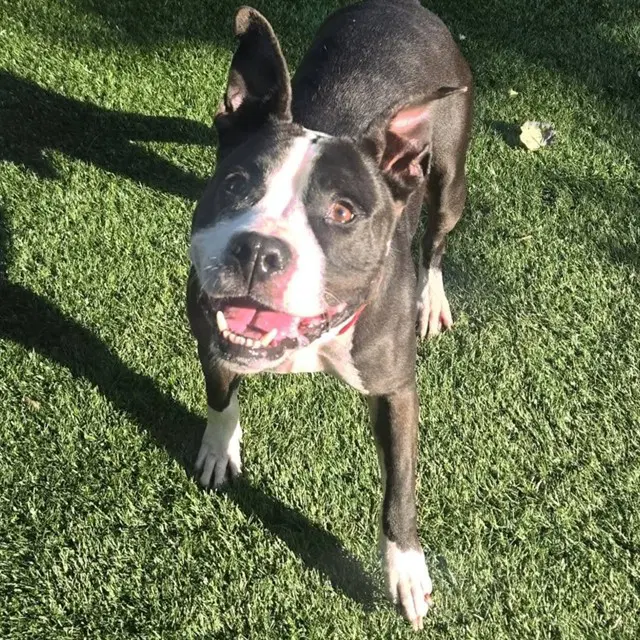 Max - Pit Bull Terrier