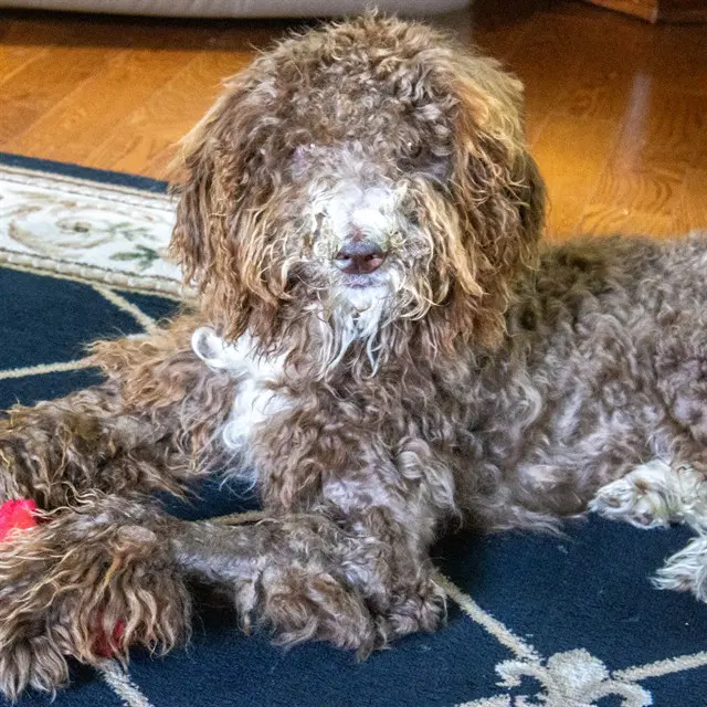 Gatsby - Poodle (Standard)