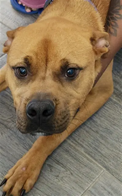 Silva - Boxer