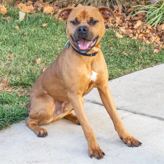 Silva - Boxer