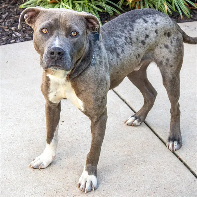 Bowser - Pit Bull Terrier