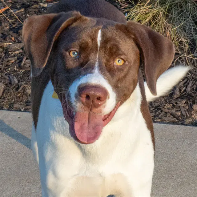 Luna - Labrador Retriever