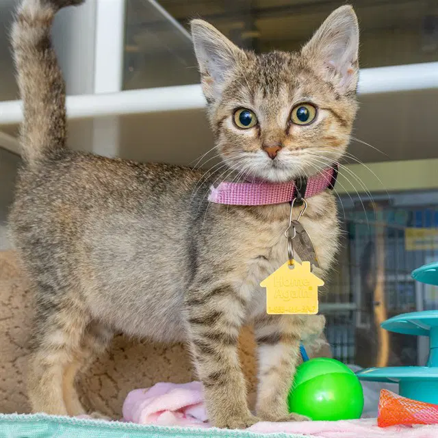 Lola - Domestic Short Hair