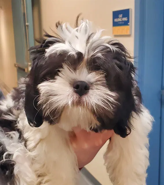 Milo - Shih Tzu