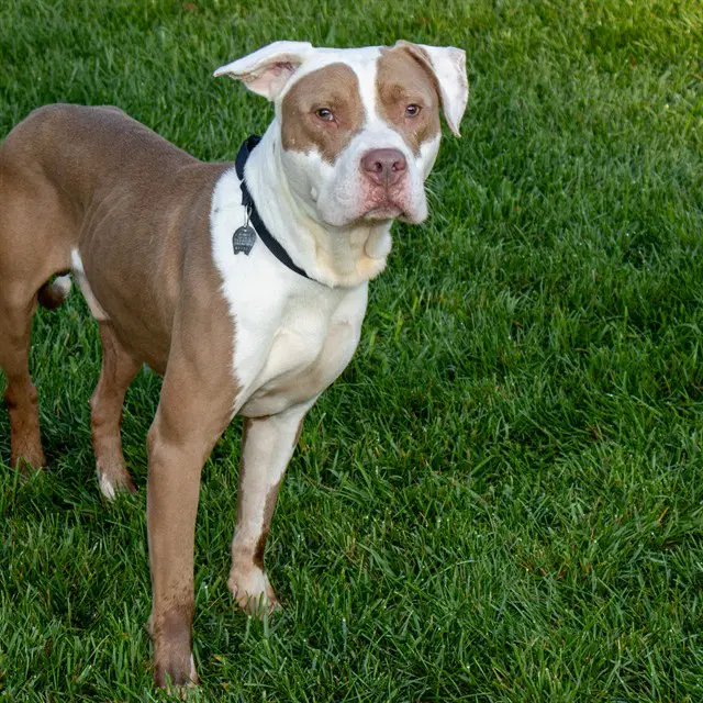 Clyde - Pit Bull Terrier
