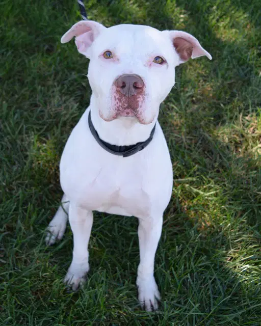 Arthur - Staffordshire Bull Terrier