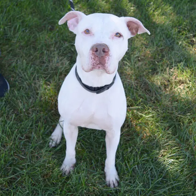 Arthur - Staffordshire Bull Terrier