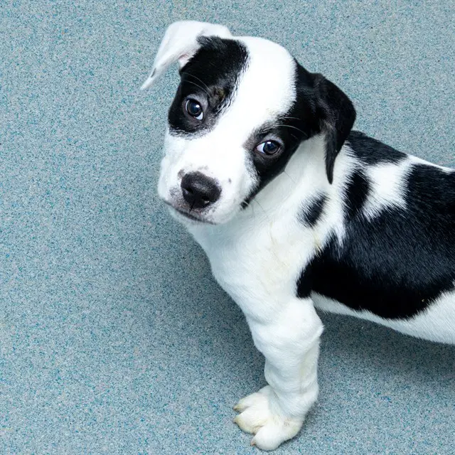 Tootles - American Bulldog