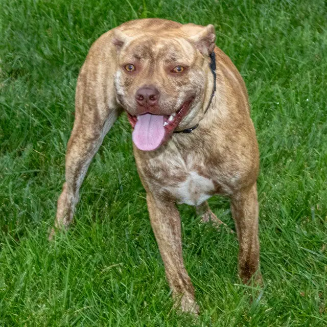Sky - Pit Bull Terrier