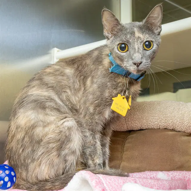 Jazz - Domestic Short Hair