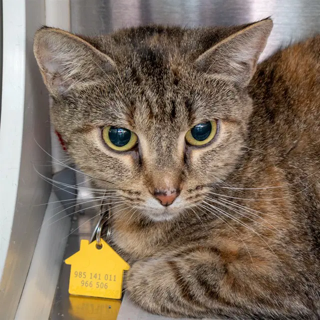 Kyra - Domestic Short Hair