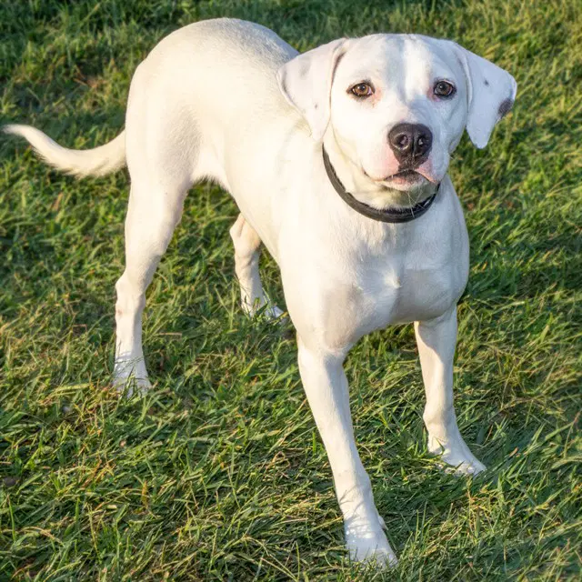Alexia - Pit Bull Terrier