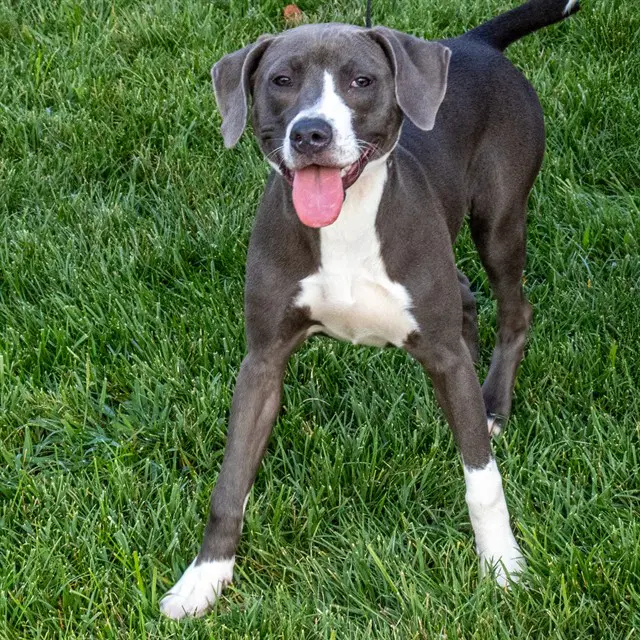 Jinx - Pointer