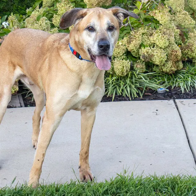 Mauri - Anatolian Shepherd