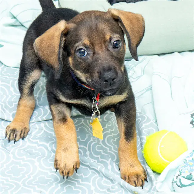 Raisin - Beagle