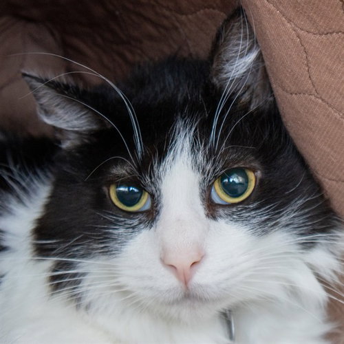 OREO, a cat for adoption from Humane Society of Missouri - Maryland Heights