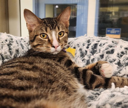 SHRIMP, a cat for adoption from Humane Society of Missouri - Maryland Heights