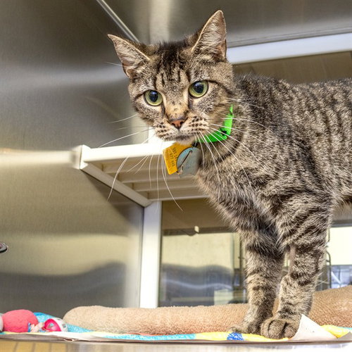 FLAMENCO, a cat for adoption from Humane Society of Missouri - Maryland Heights
