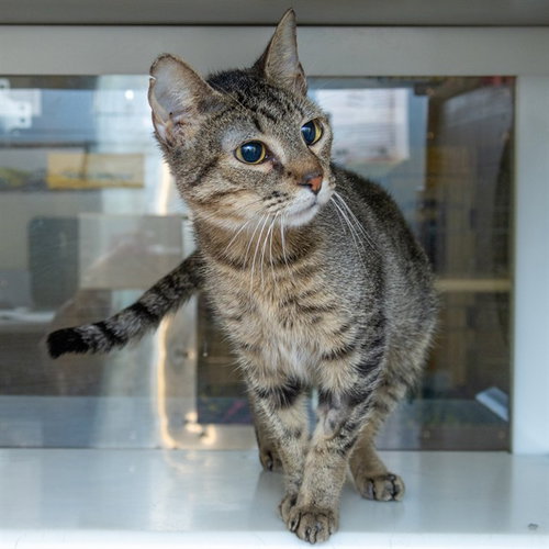 FLOUR, a cat for adoption from Humane Society of Missouri - Maryland Heights