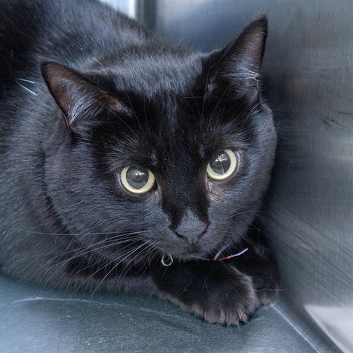 SABRINA, a cat for adoption from Humane Society of Missouri - Maryland Heights