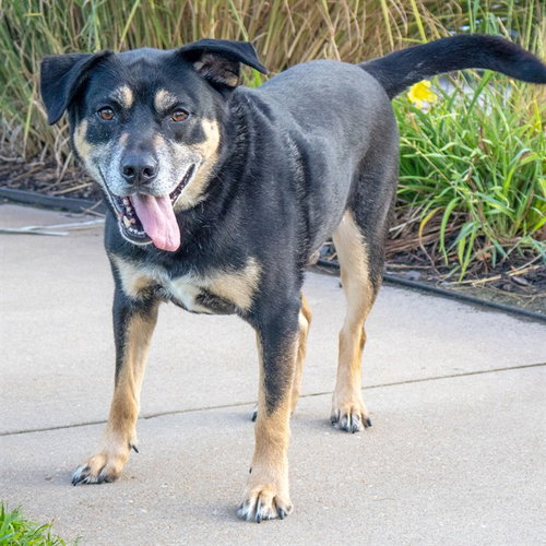 ODIN, a dog for adoption from Humane Society of Missouri - Maryland Heights