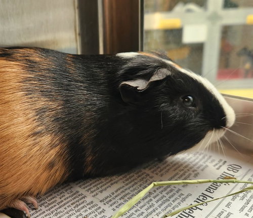 BISCUIT, a guinea pig for adoption from Humane Society of Missouri - Maryland Heights
