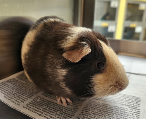 BAILEY, a guinea pig for adoption from Humane Society of Missouri - Maryland Heights