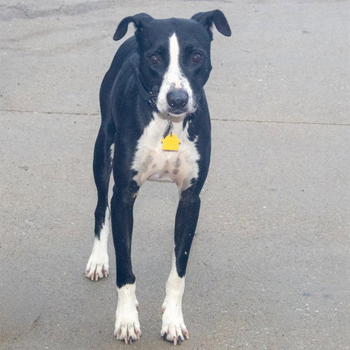 WICHITA, a dog for adoption from Humane Society of Missouri - Maryland Heights