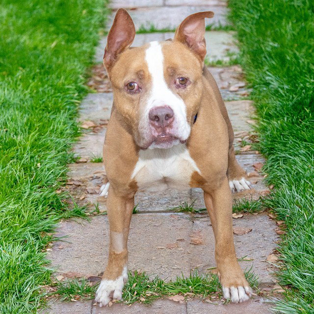 Hoagie, Pit Bull Terrier