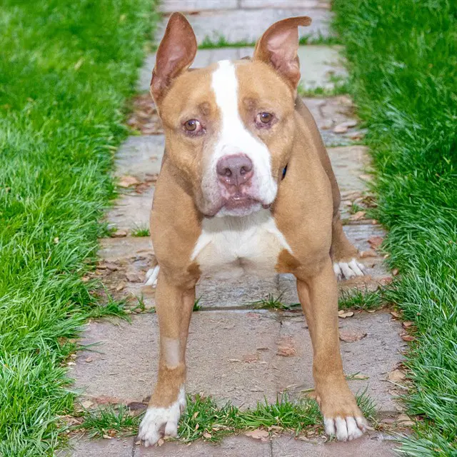 Hoagie - Pit Bull Terrier