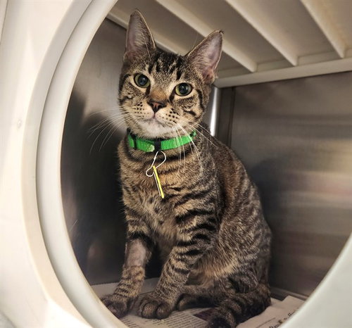 FRENCH FRY, a cat for adoption from Humane Society of Missouri - Maryland Heights