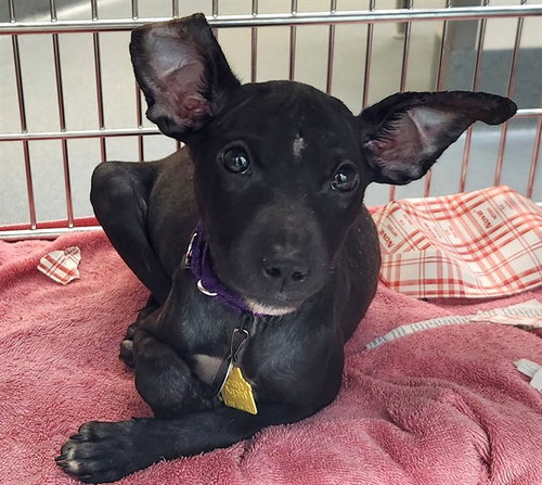 FRANKIE, a dog for adoption from Humane Society of Missouri - Maryland Heights