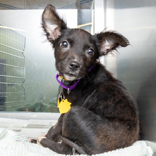 FRANNIE, a dog for adoption from Humane Society of Missouri - Maryland Heights