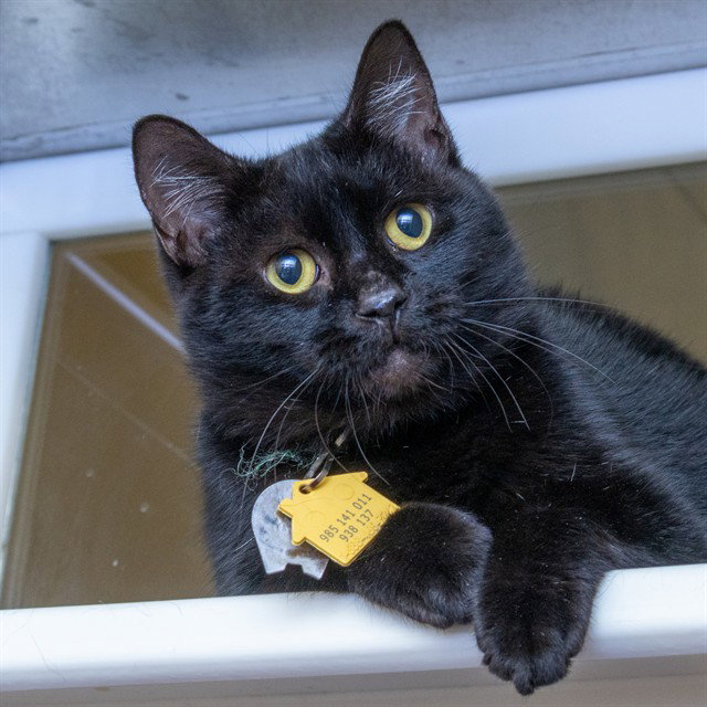 Farquaad, Domestic Short Hair