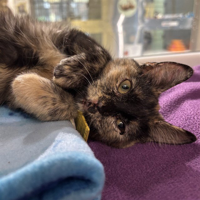 Daffodil, Domestic Short Hair