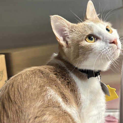 NEMO, a cat for adoption from Humane Society of Missouri - Maryland Heights