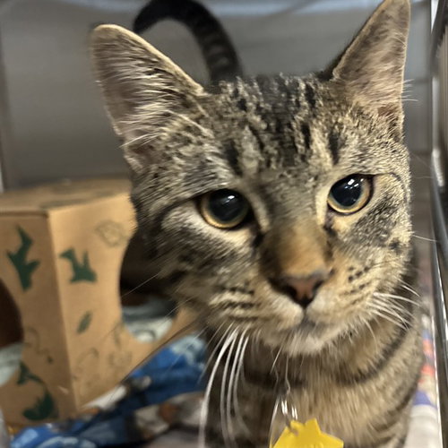 MARLIN, a cat for adoption from Humane Society of Missouri - Maryland Heights