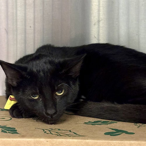 BASKIN, a cat for adoption from Humane Society of Missouri - Maryland Heights