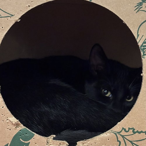 ROBBINS, a cat for adoption from Humane Society of Missouri - Maryland Heights