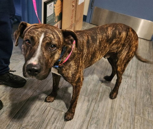 POP ROCKS, a dog for adoption from Humane Society of Missouri - Maryland Heights