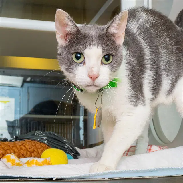 Fabulous - Domestic Short Hair