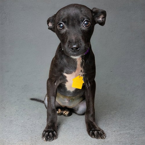 FINN, a dog for adoption from Humane Society of Missouri - Maryland Heights