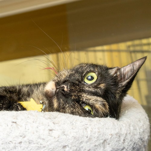SADIE, a cat for adoption from Humane Society of Missouri - Maryland Heights